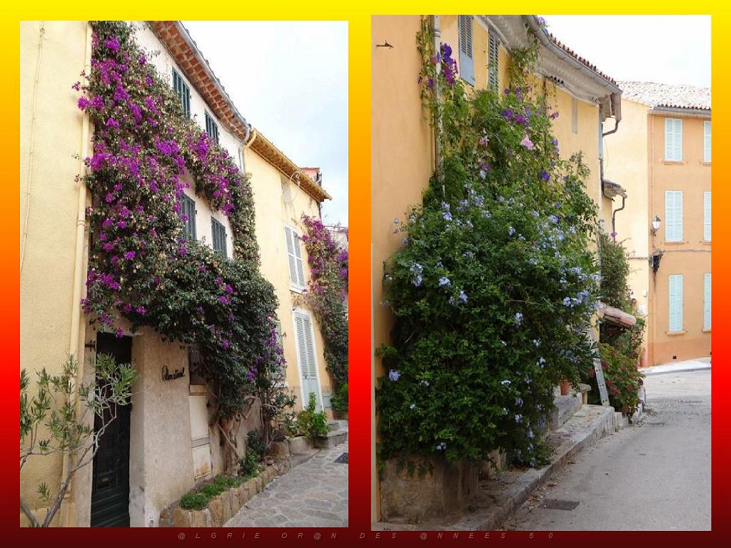 183 D23 BORMES LES MIMOSAS 1_000034.jpg